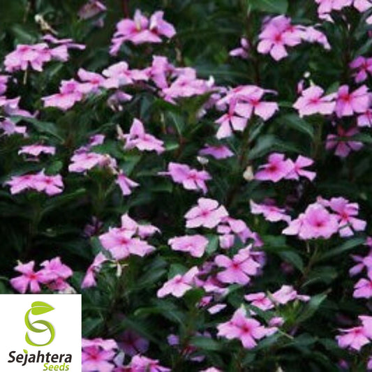 100+ Dwarf Pink Periwinkle Seeds - Vinca Rosea, Ground Cover, Hardy & Vibrant