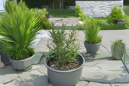 Fresh Rosemary Plant - Live Culinary Herb - Aromatic Cooking & Medicinal Use - Rosmarinus officinalis