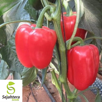 Giant Red Bell Pepper Seeds - 120+ Heirloom, Organic, Non-GMO & Sweet