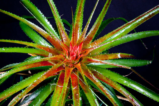 Bromeliad Orthophytum Navioides 5" Pot - Bright Red Foliage, Thin-Leaved, Symmetrical Plant - Orthophytum Navioides