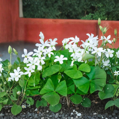 Green Oxalis – Oxalis spp. Live Houseplant | Includes 6" Pot  Lucky Shamrock Plant | Easy Care | Bright Green Foliage
