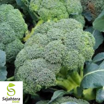 Waltham 29 Broccoli Seeds - 100+ Heirloom, Organic, Non-GMO & Fresh