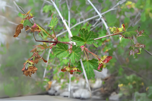Douglas Maple Rocky Mountain Maple (Acer glabrum)