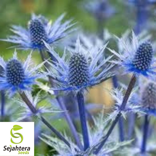 Blue Star Sea Holly Seeds {Eryngium Planum} 25+ Seeds | Florist Choice!