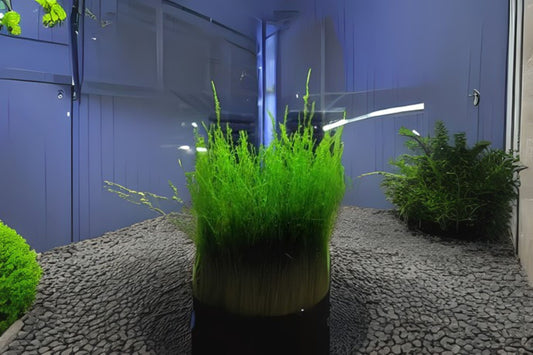 Flame Moss Aquarium Plant 3.5oz Portion Cup, Live Freshwater Moss, Taxiphyllum, Asian Flame Moss, Aquatic Decor