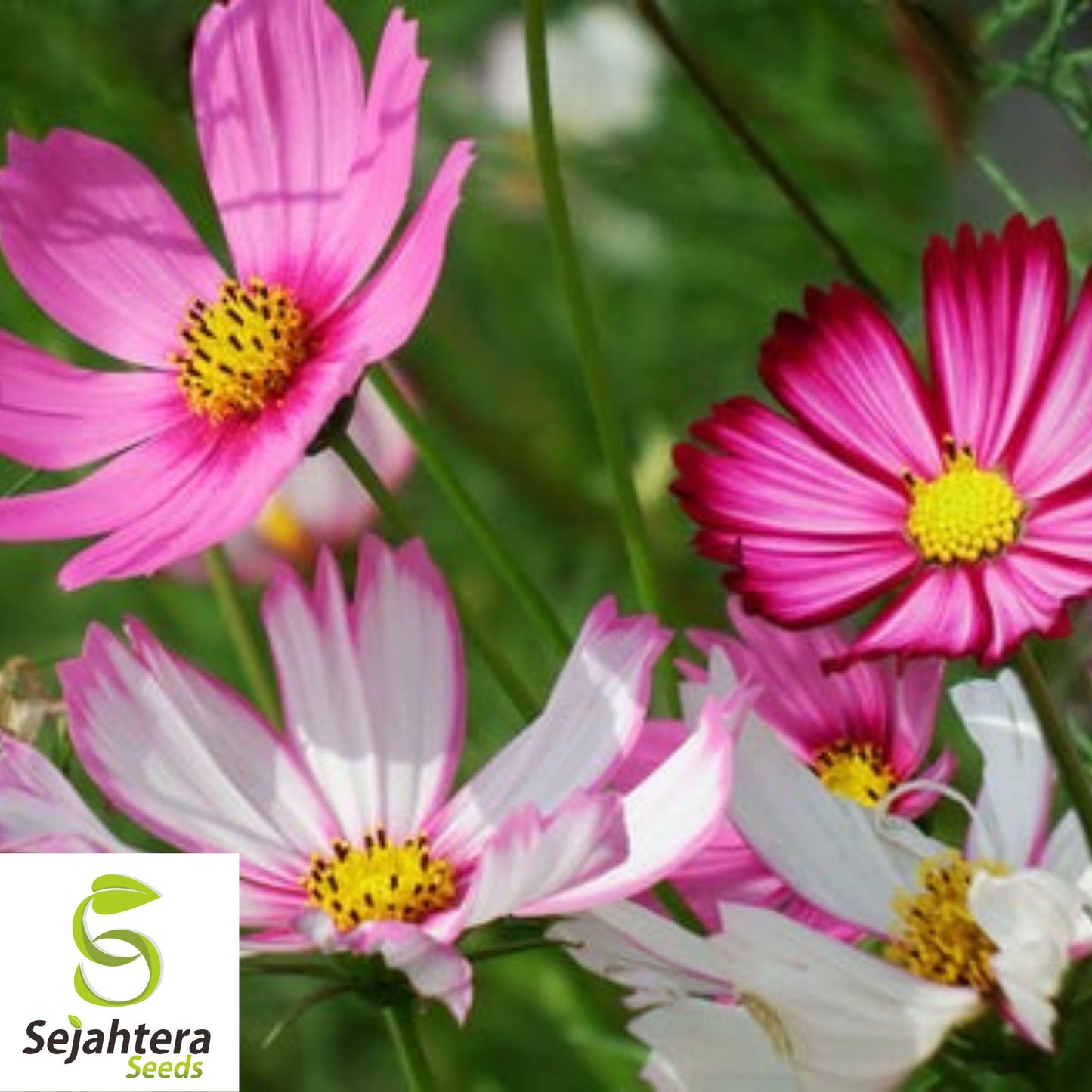 100 Cosmos Candystripe Seeds - Non-GMO, Vibrant Flowers for Gardens & Bouquets