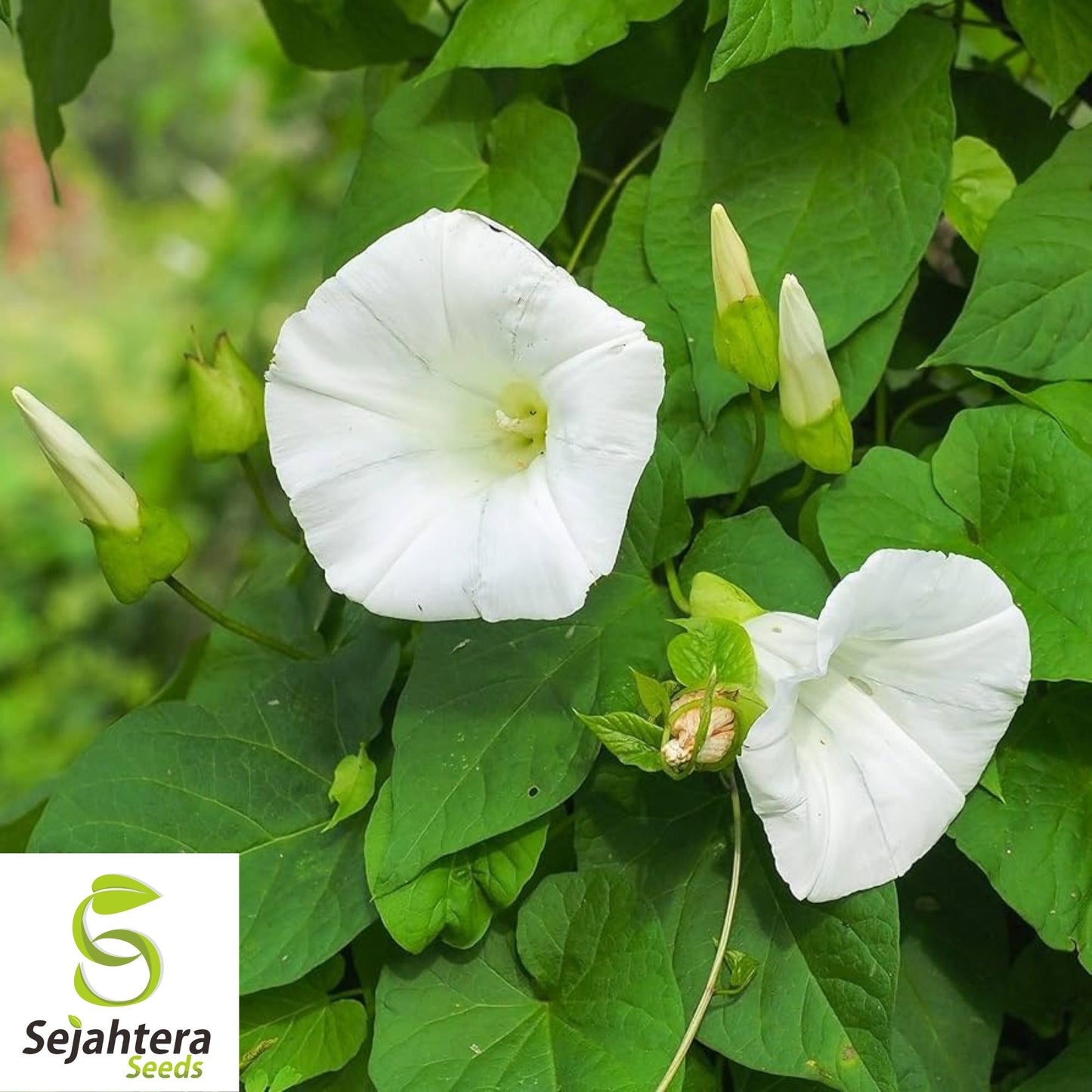 30+ Morning Glory Pearly Gates Seeds - Ipomea, White Annual Vine, Untreated