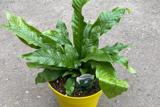 Crocodile Fern Plant - Microsorum musifolium - Live Indoor Houseplant - Unique Textured Leaves - Easy Care Tropical Greenery