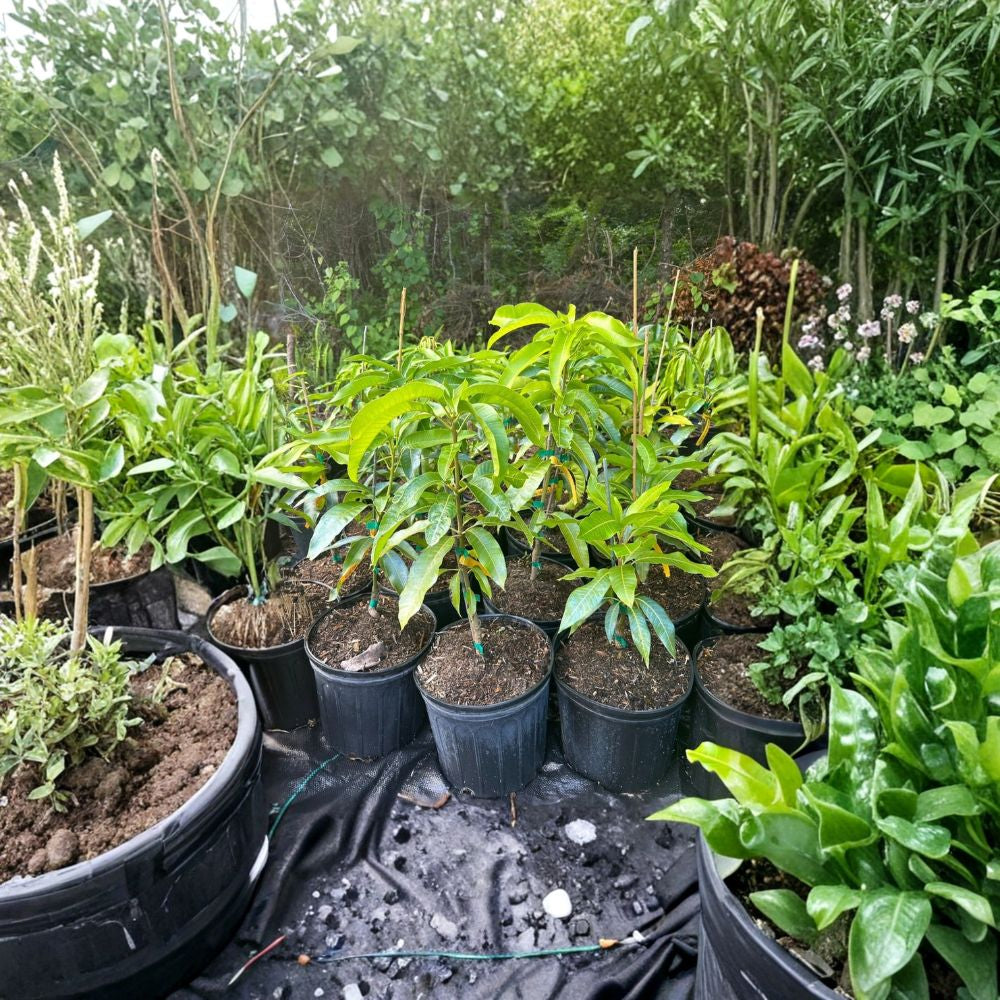 Dasheri (Dusari) Mango Tree – Mangifera indica Grafted Live Tree | 2–4 Feet Tall | North Indian Variety  Fiberless & Aromatic | Extended Season | Ships to All States