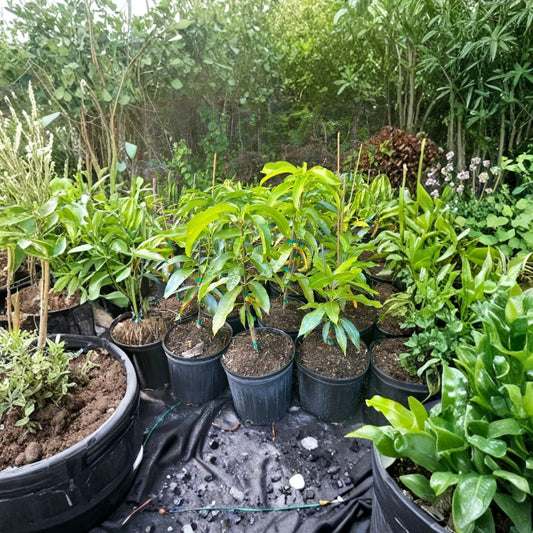 Dasheri (Dusari) Mango Tree – Mangifera indica Grafted Live Tree | 2–4 Feet Tall | North Indian Variety  Fiberless & Aromatic | Extended Season | Ships to All States