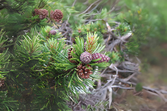 Mountain Pine Mugo Tree (Pinus mugo var. rostrata)