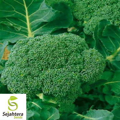 Waltham 29 Broccoli Seeds - 100+ Heirloom, Organic, Non-GMO & Fresh