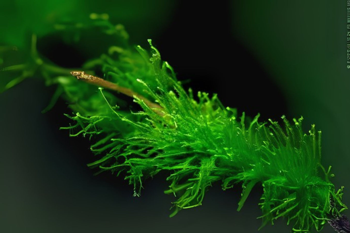 Java Moss Portion Cup 3.5oz - Taxiphyllum Barbieri Freshwater Aquarium Plant - Tissue Culture Aquatic Plant