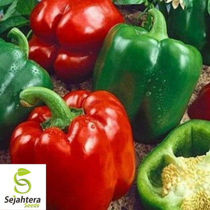 Giant Red Bell Pepper Seeds - 120+ Heirloom, Organic, Non-GMO & Sweet