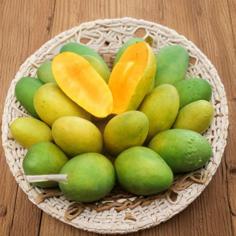 Dasheri (Dusari) Mango Tree – Mangifera indica Grafted Live Tree | 2–4 Feet Tall | North Indian Variety  Fiberless & Aromatic | Extended Season | Ships to All States