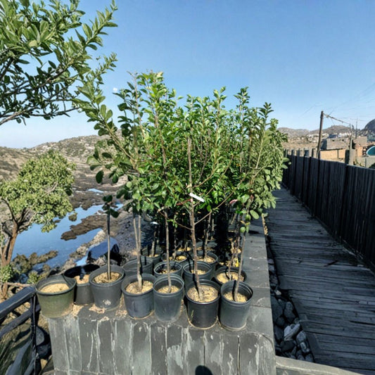 Hood Pear Tree – Pyrus communis Live Tree | 4–6 Feet Tall | Low Chill Variety  Sweet Juicy Pear | Self-Pollinating | Zone 8–10