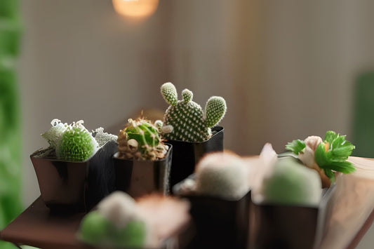 Mini Cactus Assortment in Small Pot - Unique Desert Plants for Succulent Lovers - Easy Care Cacti Collection (Various Species)