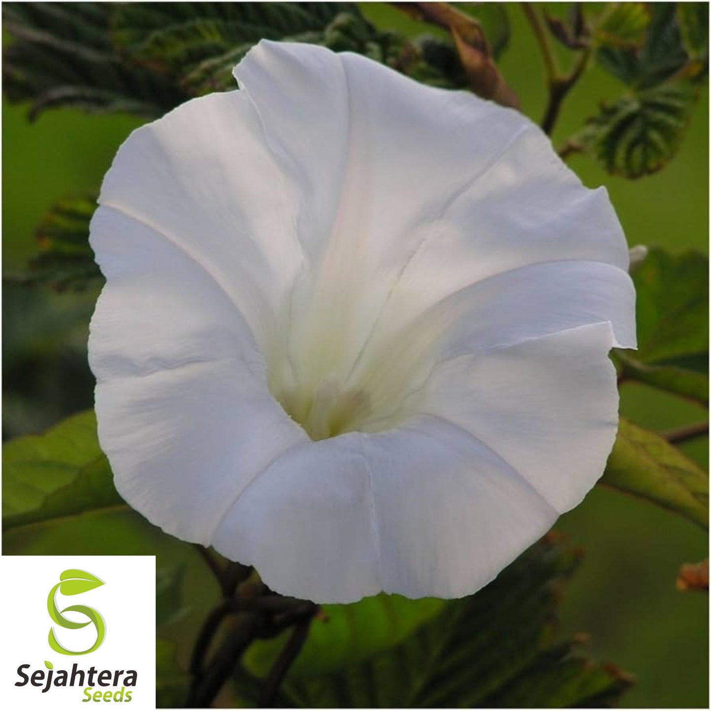 30+ Morning Glory Pearly Gates Seeds - Ipomea, White Annual Vine, Untreated