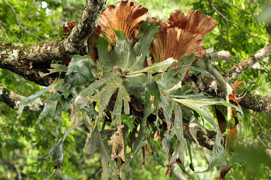 Platycerium Stemaria 'Laurentii' | Unique Staghorn Fern | Exotic Indoor Plant | Epiphyte for Home Decor