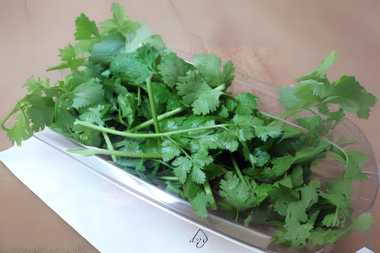 Chinese Parsley Cilantro Coriander Mexican Parsley (Coriandrum sativum)