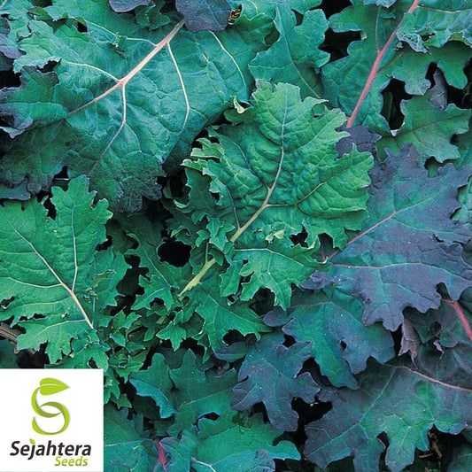 500 Red Russian Kale Seeds - Non-GMO, Tender & Nutritious Heirloom Variety