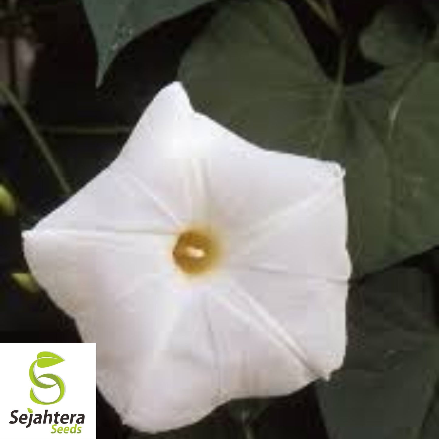 30+ Morning Glory Pearly Gates Seeds - Ipomea, White Annual Vine, Untreated