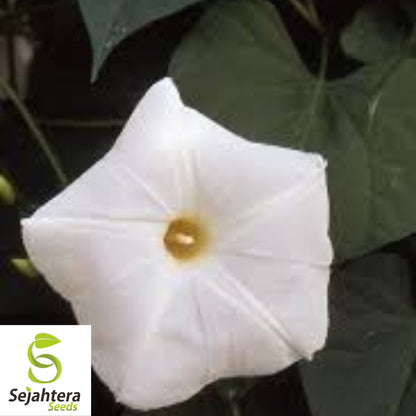 30+ Morning Glory Pearly Gates Seeds - Ipomea, White Annual Vine, Untreated