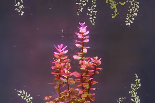 Rotala Macrandra Aquatic Plant Portion Cup 3.5 oz - Freshwater Aquarium Plant for Aquascaping