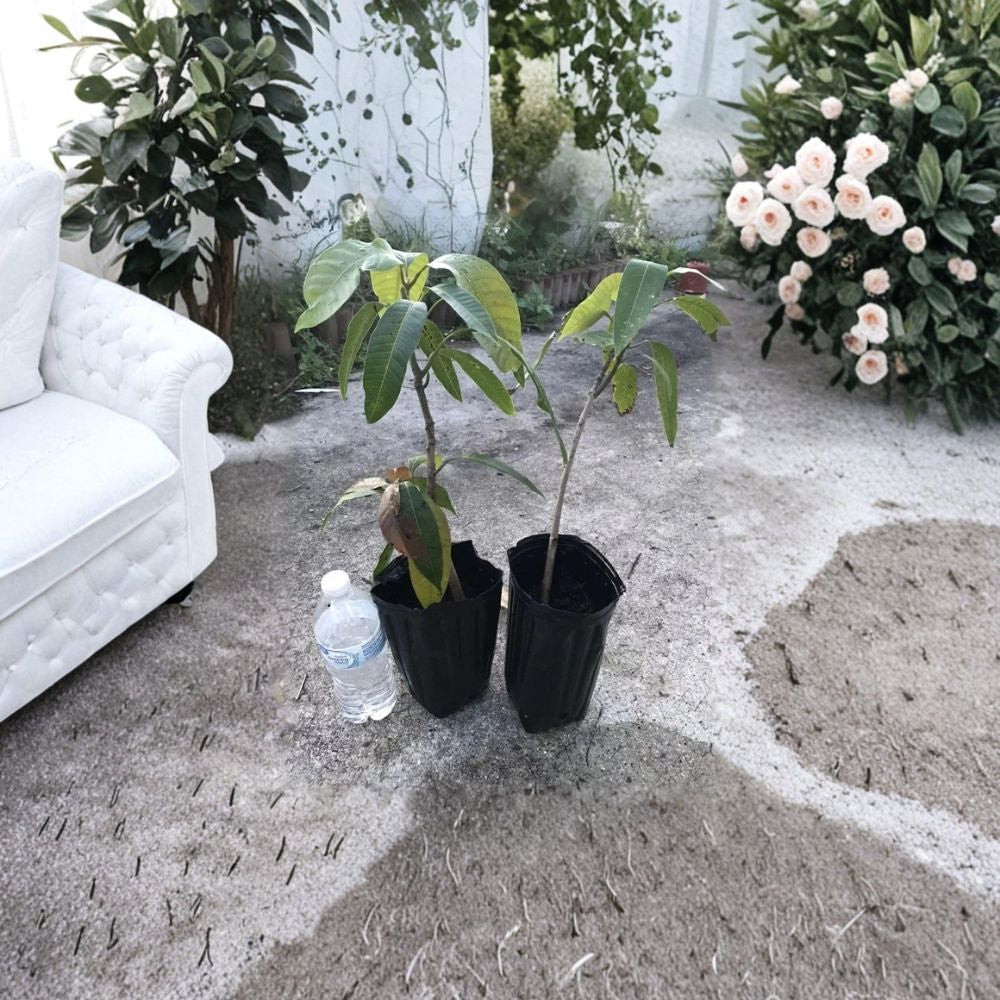 Here is your listing rewritten in your exact structure and format:  🥭 Glenn Mango Tree – Mangifera indica Live Seedling | 10–14 Inches Tall | Starter Plant  Sweet Fiberless Variety | Florida Favorite | Backyard Ready