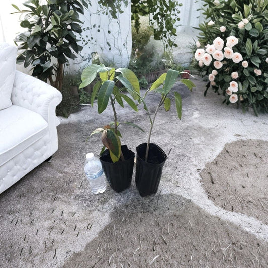 Here is your listing rewritten in your exact structure and format:  🥭 Glenn Mango Tree – Mangifera indica Live Seedling | 10–14 Inches Tall | Starter Plant  Sweet Fiberless Variety | Florida Favorite | Backyard Ready