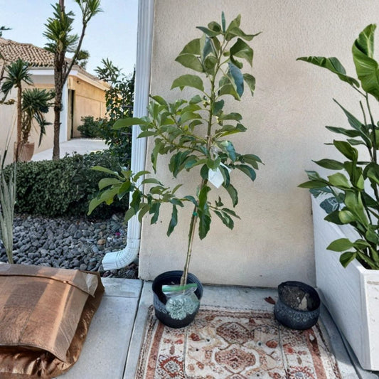 Russell Avocado Tree – Persea americana  Live Fruit Tree | 2 Feet Tall | 3 Gallon Pot Well-Rooted • Proven Fruiting Tree