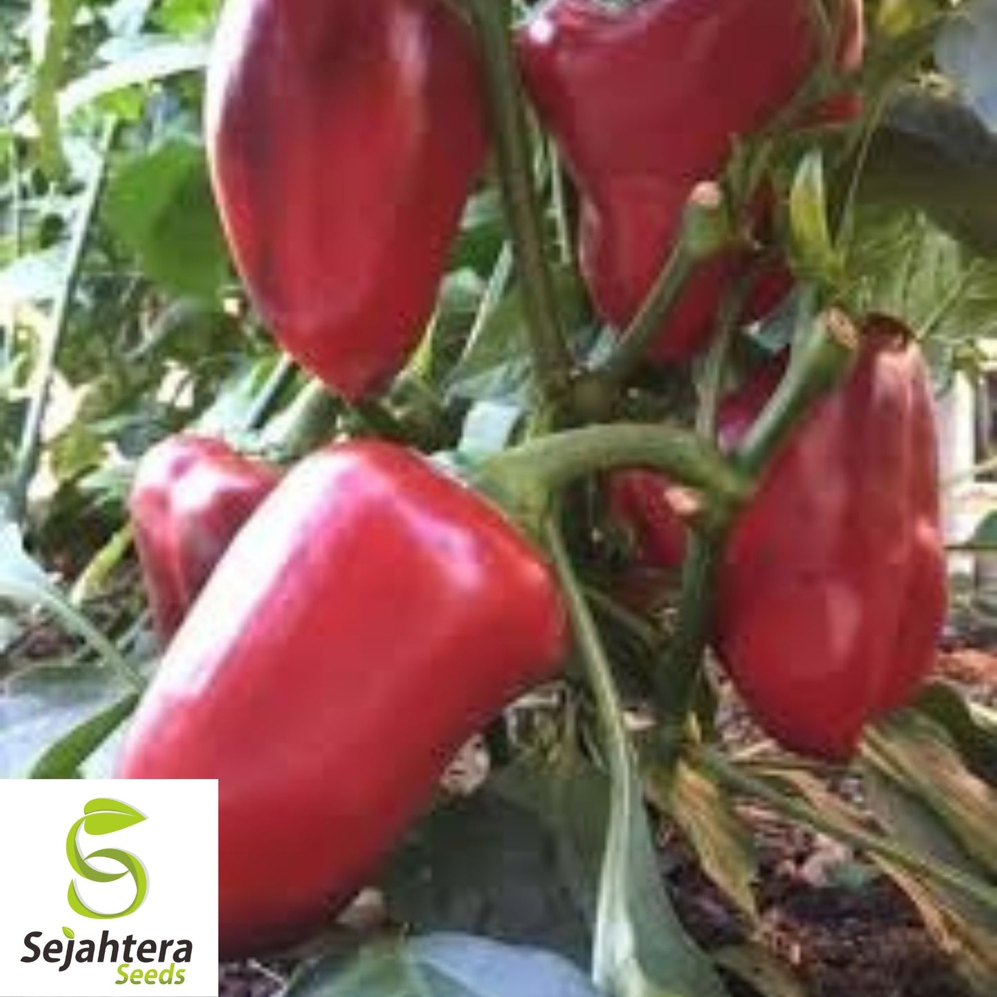 Giant Red Bell Pepper Seeds - 120+ Heirloom, Organic, Non-GMO & Sweet