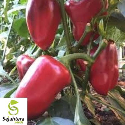 Giant Red Bell Pepper Seeds - 120+ Heirloom, Organic, Non-GMO & Sweet