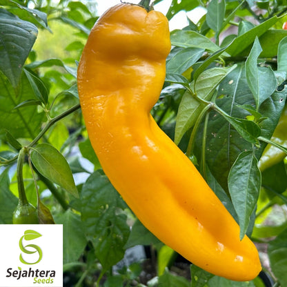 Corno di Toro Giallo Pepper Seeds 30+ | Yellow Italian Sweet Pepper USA