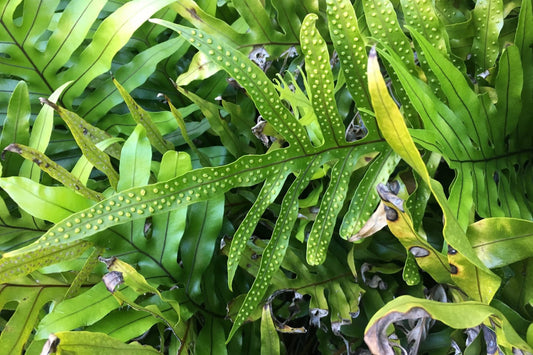 Wart Fern 6" Plant - Hardy Green Fern with Wart-like Growths - Asplenium scolopendrium for Indoor Gardens and Outdoor Spaces