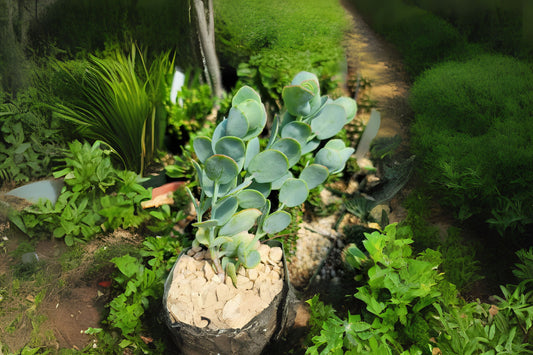 Kalanchoe Cutting 4" - Rare Paddle Succulent with Red-Edged Leaves - Kalanchoe panamensis - Easy Care Indoor Plant