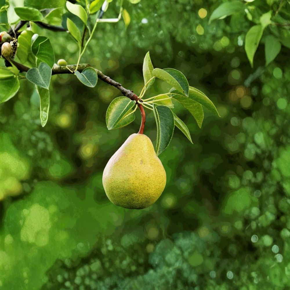 Hood Pear Tree – Pyrus communis Live Tree | 4–6 Feet Tall | Low Chill Variety  Sweet Juicy Pear | Self-Pollinating | Zone 8–10
