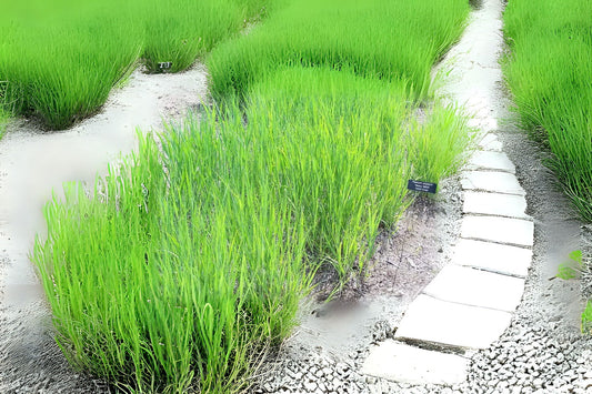 Switch Grass Switchgrass (Panicum virgatum 'Alamo')