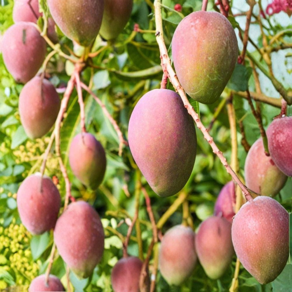 Here is your listing rewritten in your exact structure and format:  🥭 Glenn Mango Tree – Mangifera indica Live Seedling | 10–14 Inches Tall | Starter Plant  Sweet Fiberless Variety | Florida Favorite | Backyard Ready