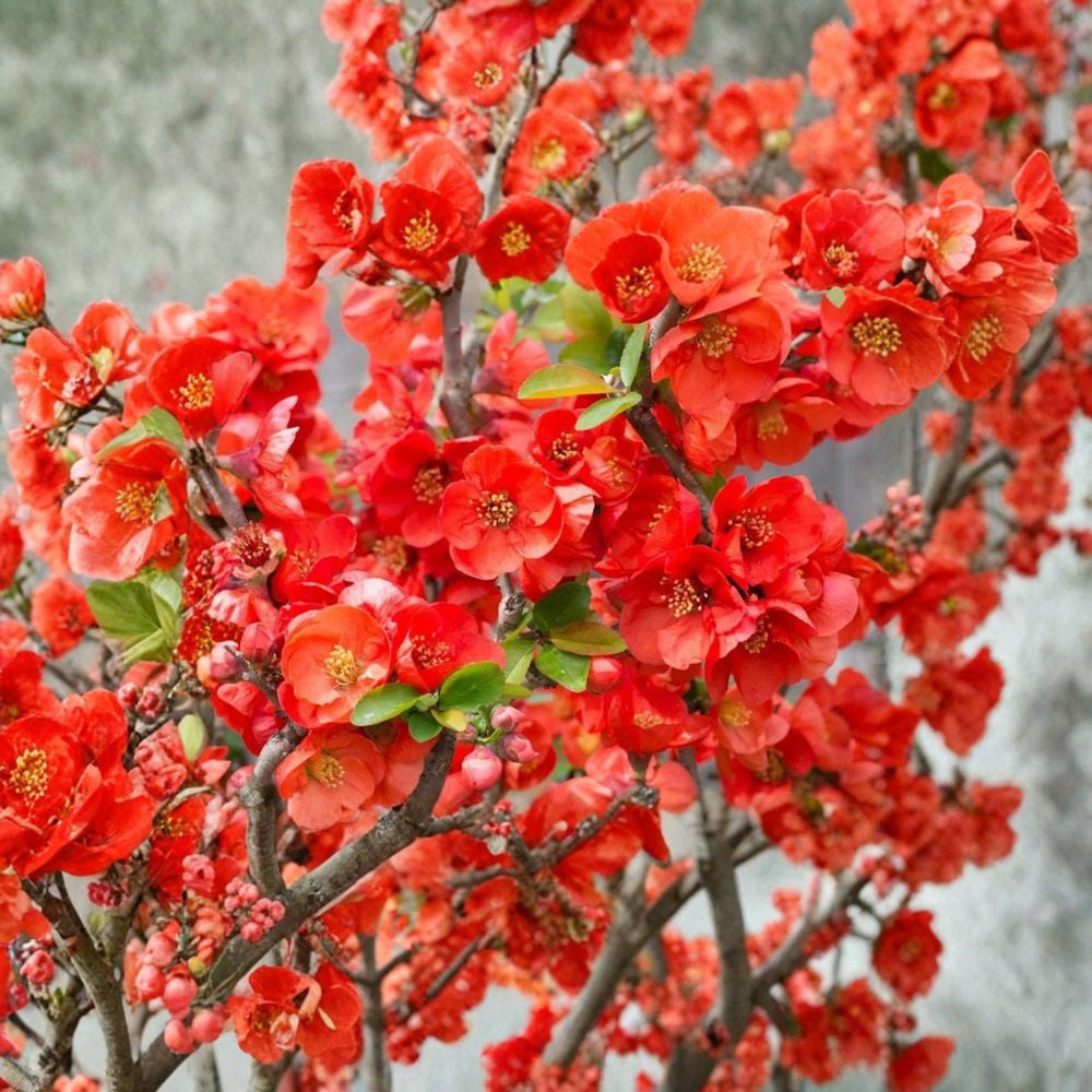 Texas Scarlet Flowering Quince – Chaenomeles Live Plant | Includes 1 Gallon Pot  Early Spring Blooms | Watermelon-Red Flowers | Dwarf Ornamental Shrub