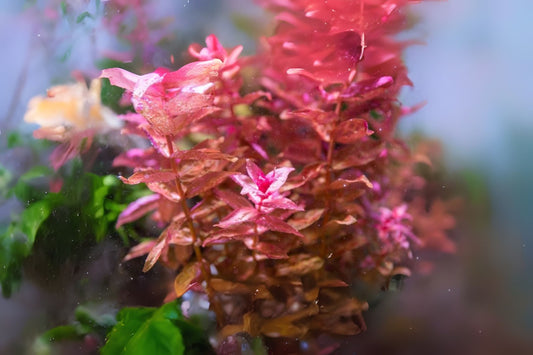 Rotala Macrandra Rose Aquatic Plant Portion Cup 3.5 oz - Freshwater Aquarium Plant - Ideal for Aquascaping