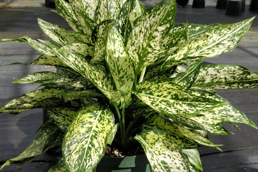 Aglaonema 'Wintry Winehouse' 6" Potted Plant - Colorful Indoor Houseplant for Easy Care, Aglaonema species