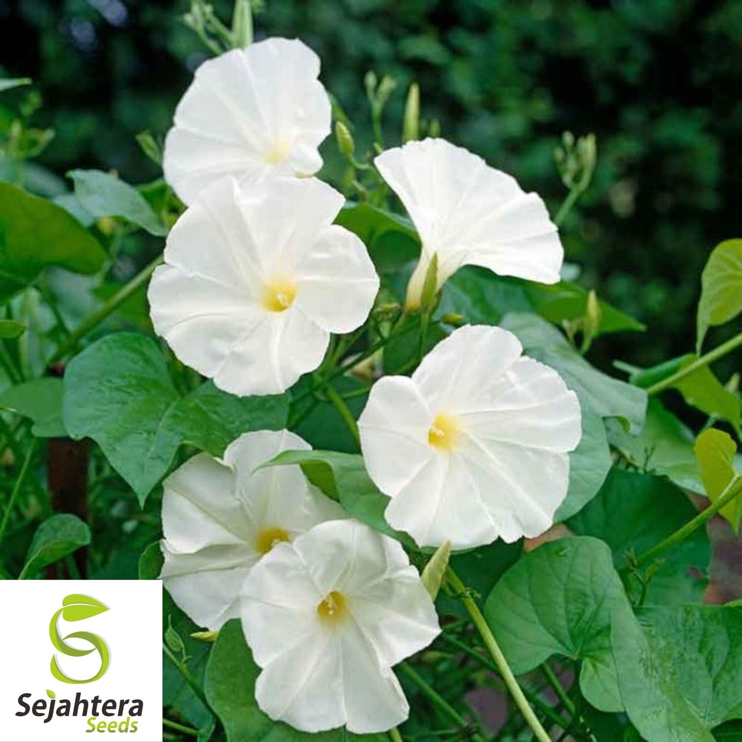 30+ Morning Glory Pearly Gates Seeds - Ipomea, White Annual Vine, Untreated