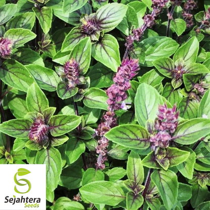 Persian Basil Seeds 250+ | Black Licorice Herb Ocimum Basilicum NON-GMO USA
