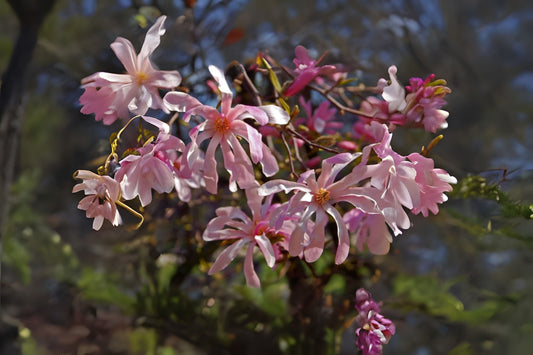Loebner Magnolia (Magnolia x loebneri)