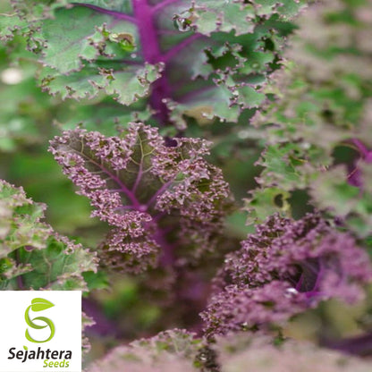 500 Red Russian Kale Seeds - Non-GMO, Tender & Nutritious Heirloom Variety