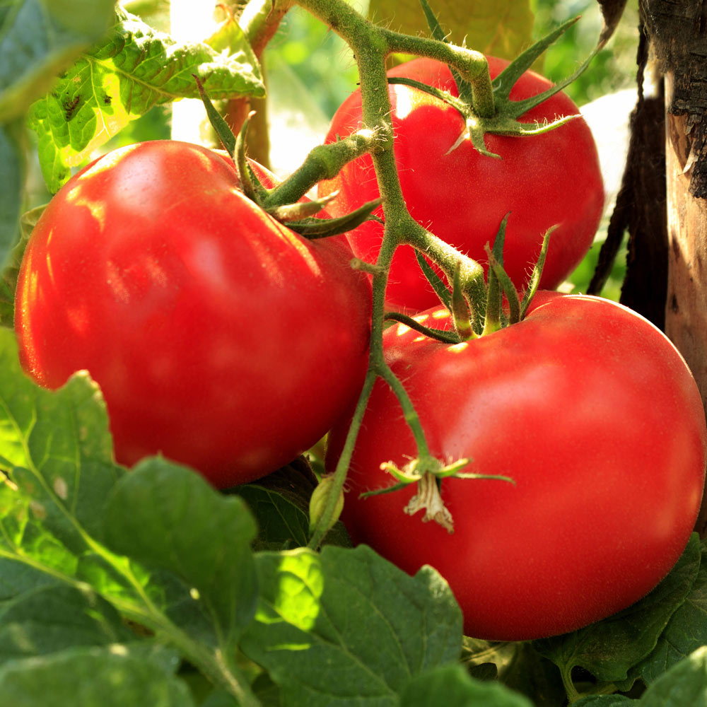 Tomato Legend Vegetable Solanum lycopersicum 100 mg Seeds For Planting