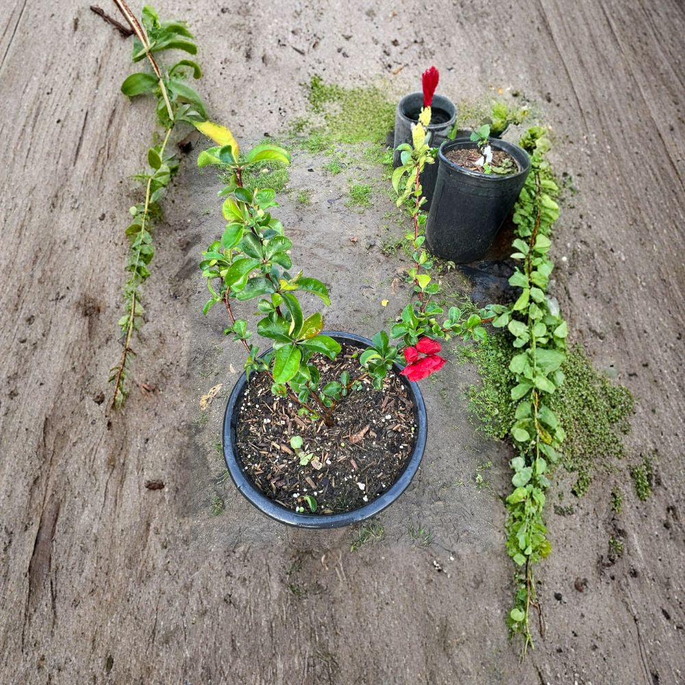 Texas Scarlet Flowering Quince – Chaenomeles Live Plant | Includes 1 Gallon Pot  Early Spring Blooms | Watermelon-Red Flowers | Dwarf Ornamental Shrub
