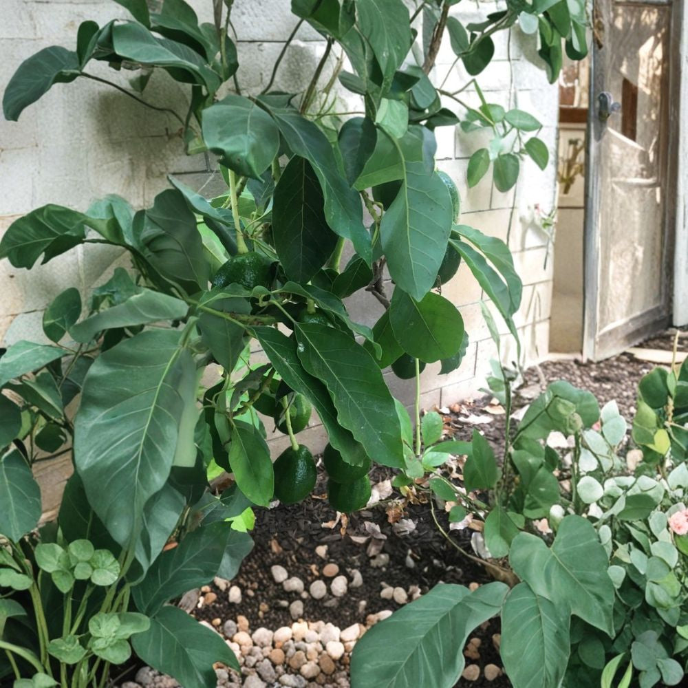 Sir Prize Avocado Tree – Persea americana  Live Avocado Plant | 1–2 Feet Tall | 3 Gallon Pot Cold Hardy Avocado • Productive Fruit Tree
