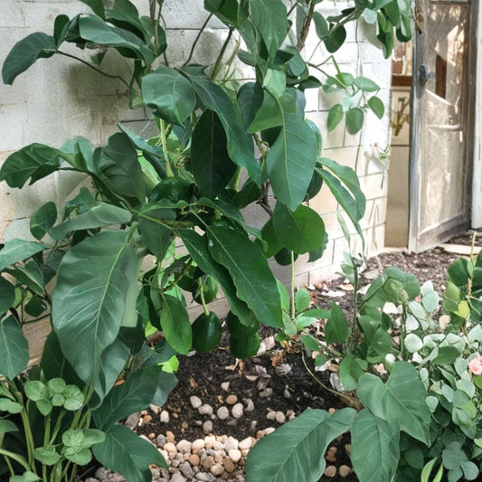 Sir Prize Avocado Tree – Persea americana  Live Avocado Plant | 1–2 Feet Tall | 3 Gallon Pot Cold Hardy Avocado • Productive Fruit Tree